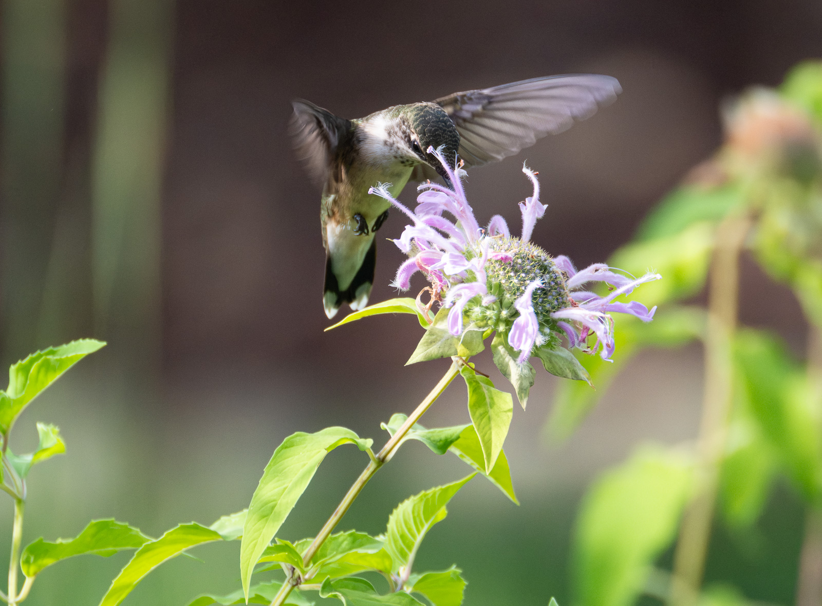 A Ruby-throated hummingbird nectaring on Wild Bergamot (Monarda fistulosa) in a Piedmont NC native garden