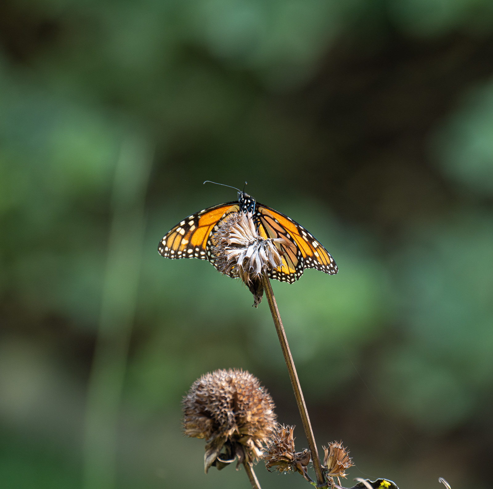 A Monarch butterfly perched in a Piedmont NC native garden