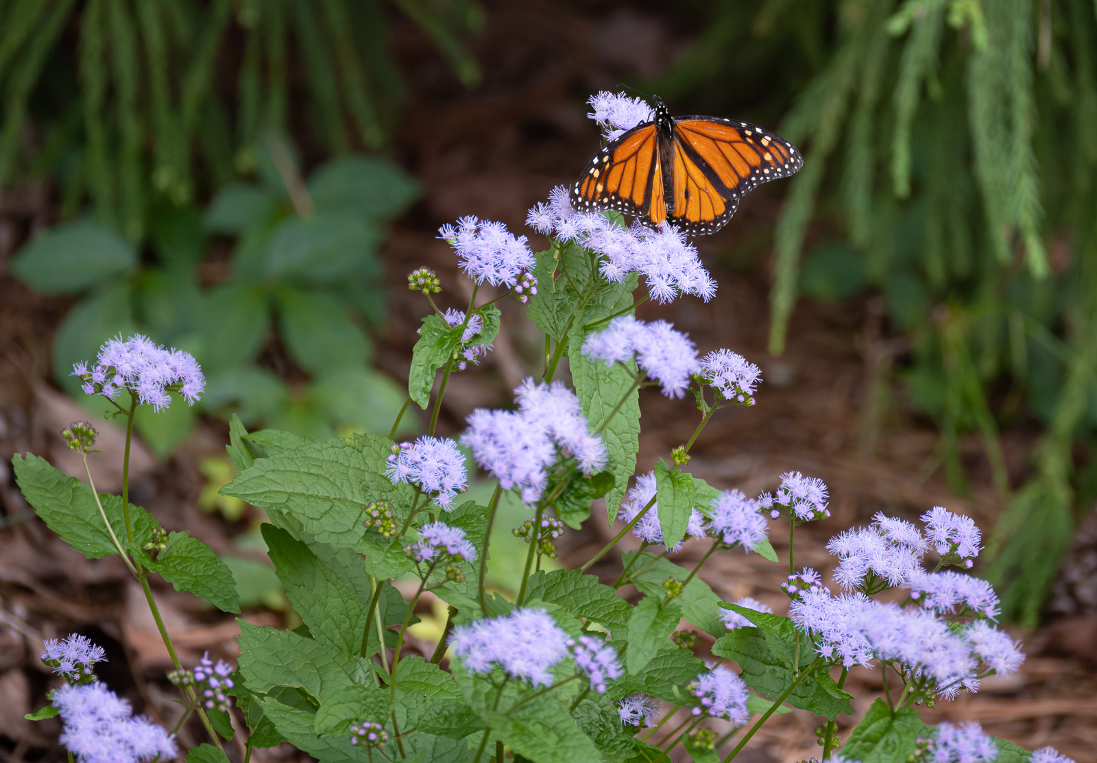 A monarch butterfly on blue mistflower