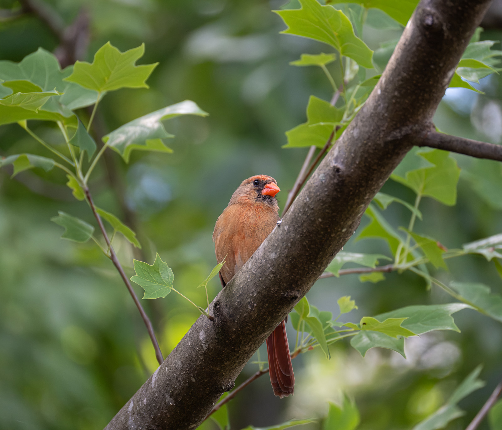 A Northern cardinal perched in a Piedmont NC native garden