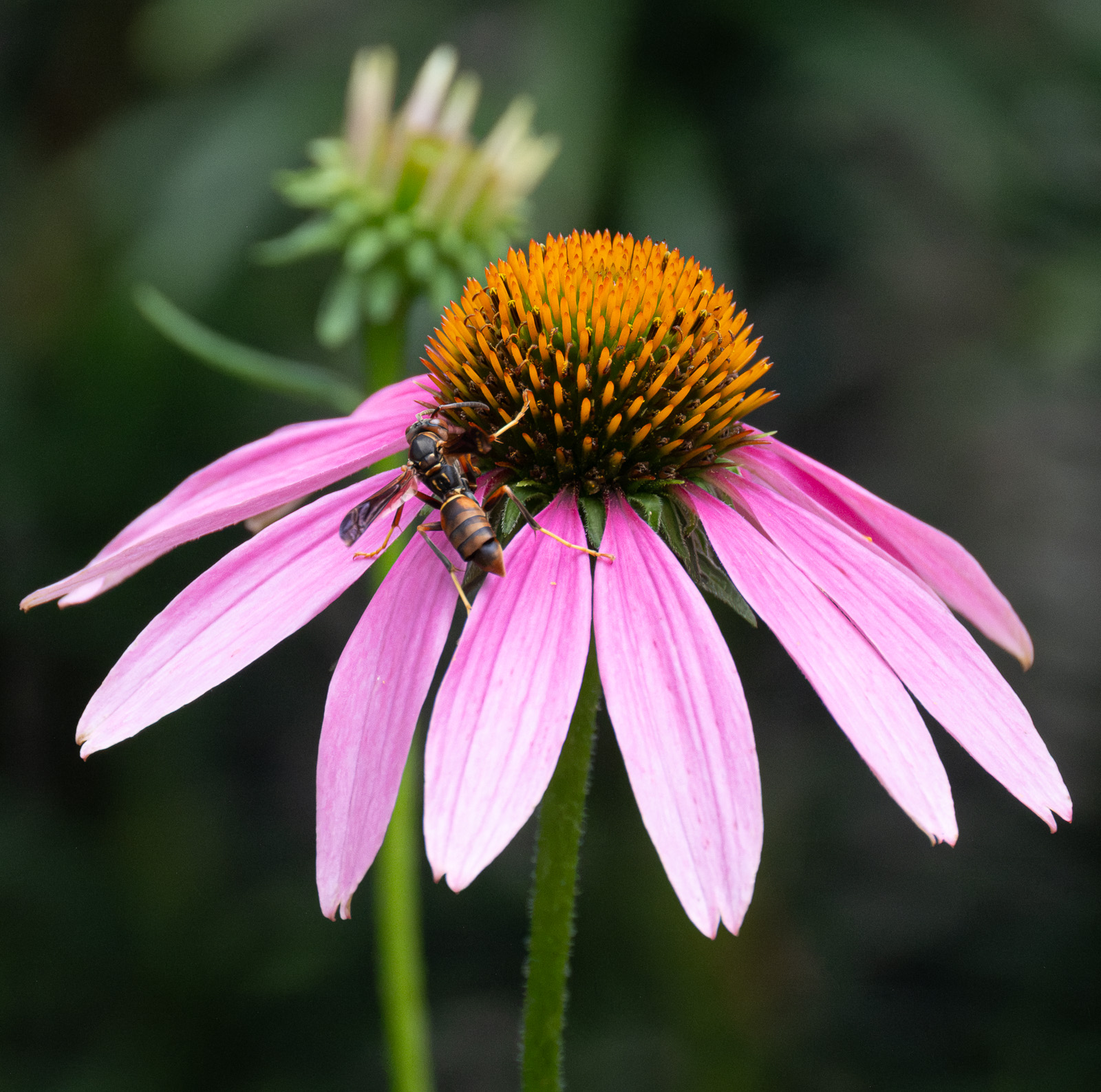 A Northern paper wasp foraging on Purple Coneflower (Echinacea purpurea) in a Piedmont NC native garden