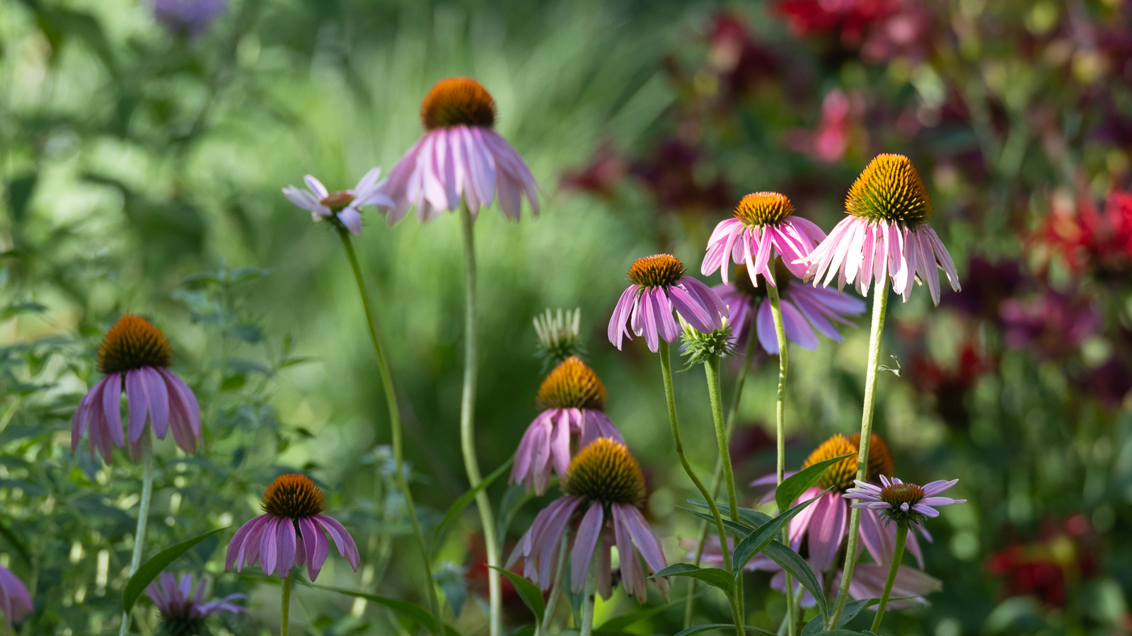 Purple Coneflower (Echinacea purpurea) in a Piedmont NC native garden