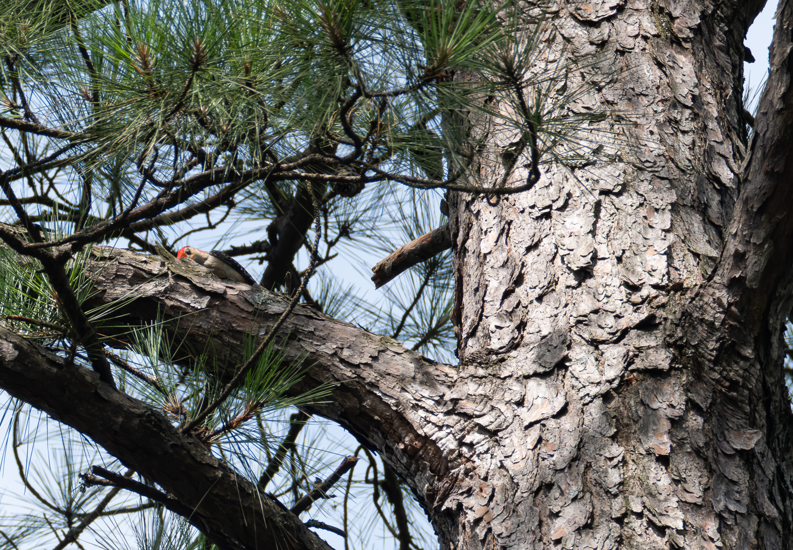 A Red-bellied woodpecker perched in a Piedmont NC native garden