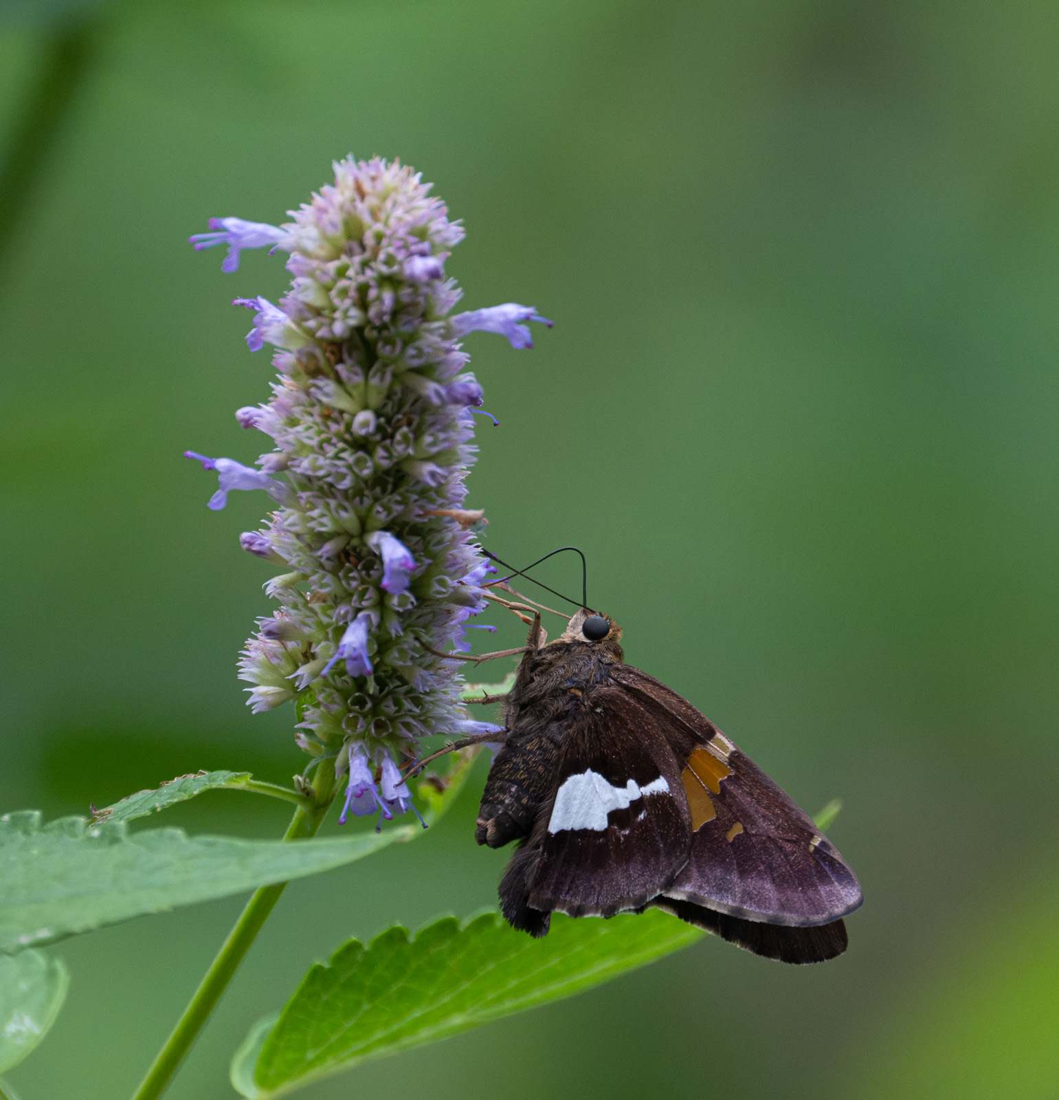 A Silver-spotted skipper nectaring on Anise Hyssop (Agastache foeniculum) in a Piedmont NC native garden