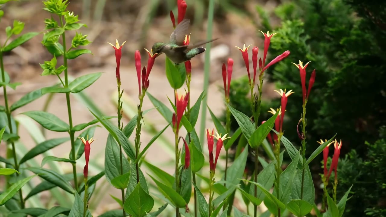 Indian pink (Spigelia marilandica) in a Piedmont NC native garden