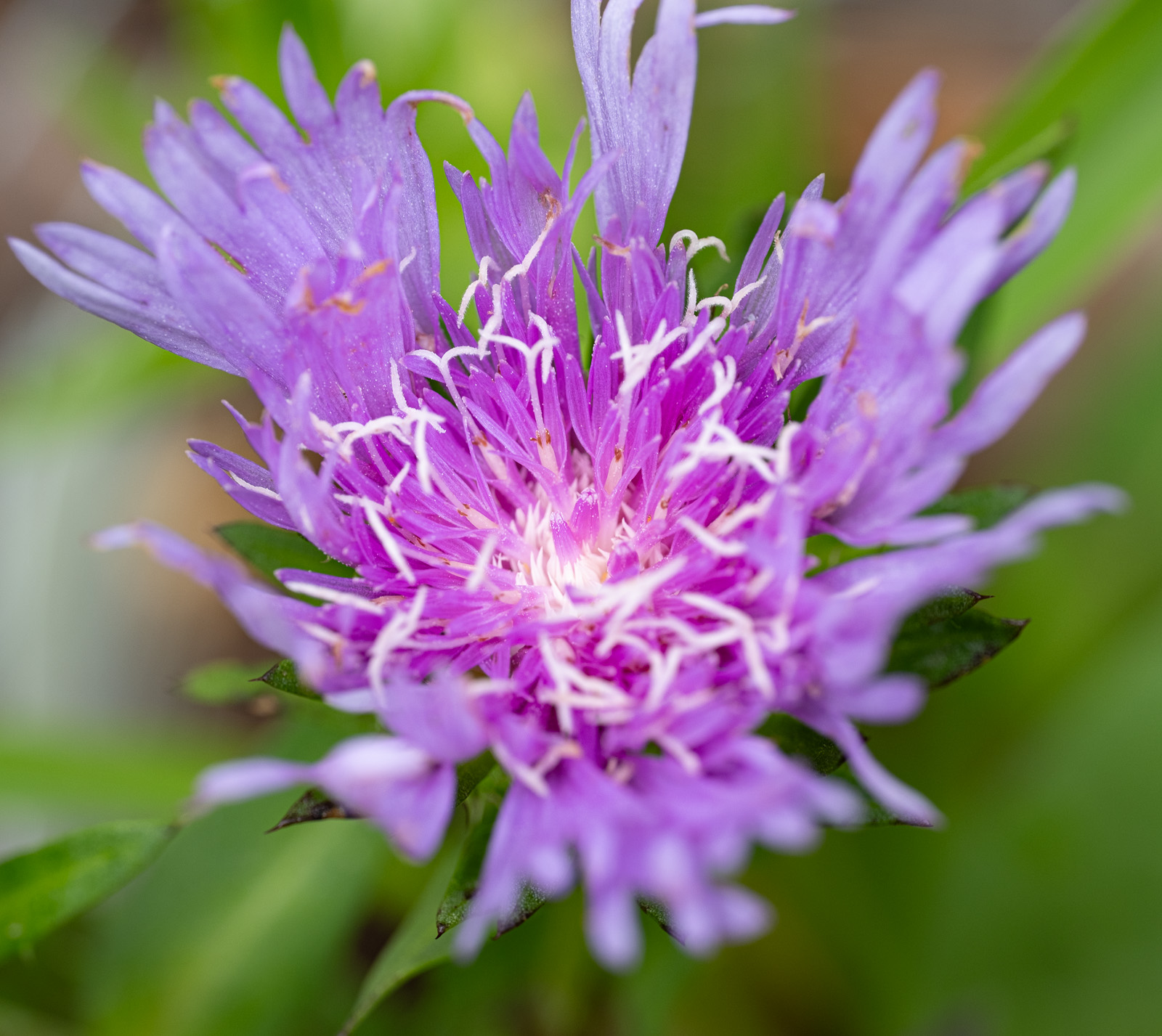 A Stokes' aster showing off.