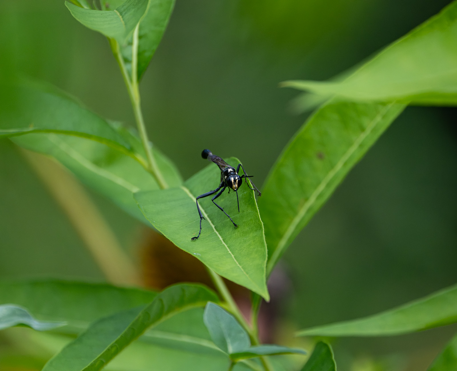 A Thread-waisted wasp perched on Eastern Bluestar (Amsonia tabernaemontana) in a Piedmont NC native garden