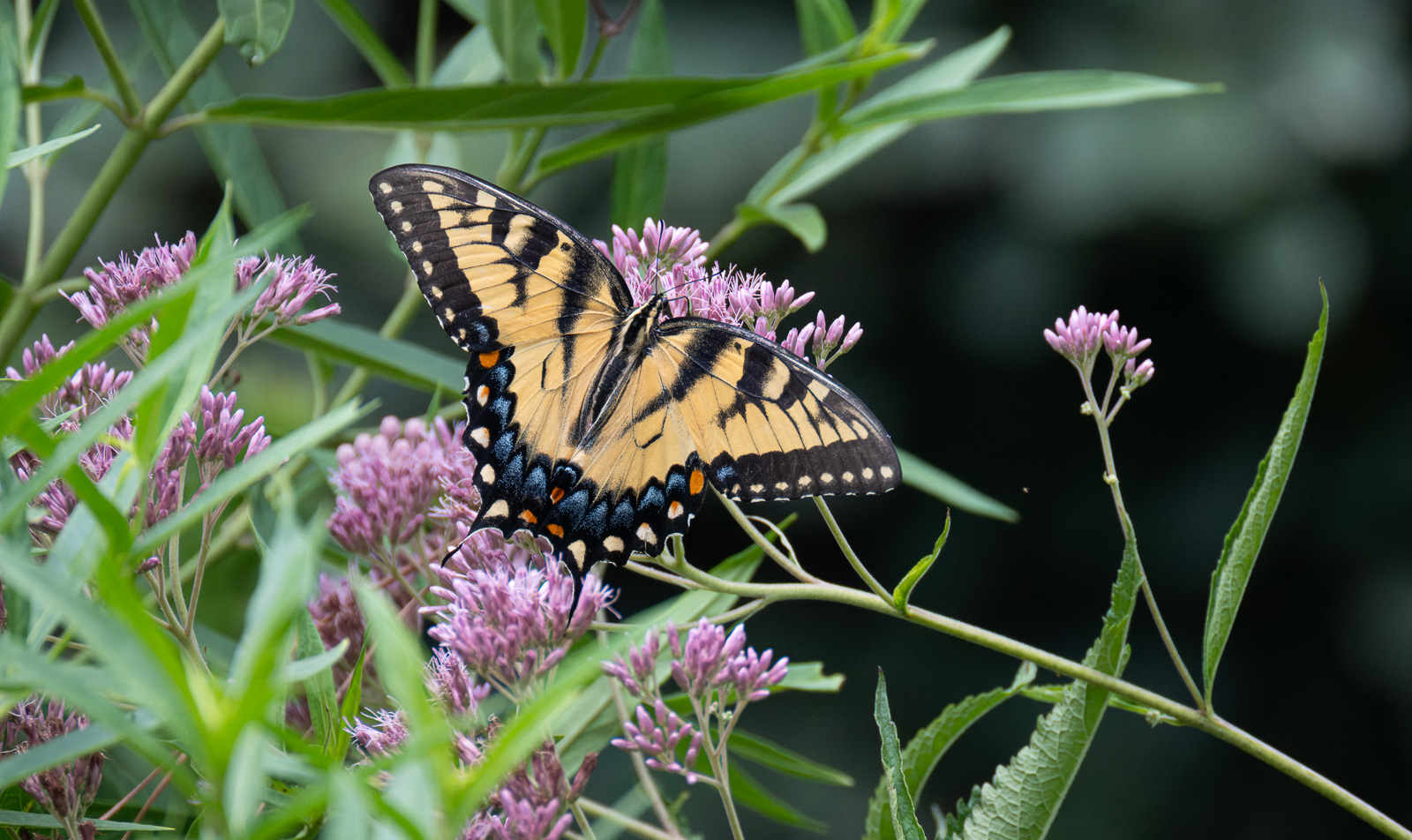 An eastern tiger swallowtail on Joe Pye weed