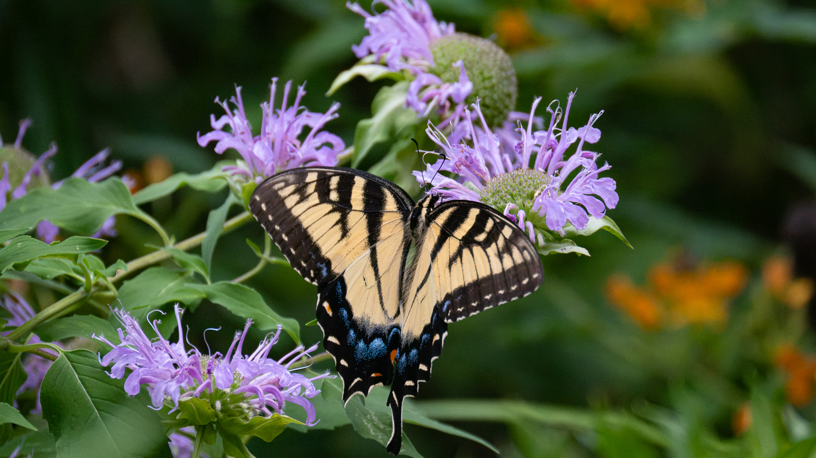 An Eastern tiger swallowtail nectaring on Wild Bergamot (Monarda fistulosa) in a Piedmont NC native garden