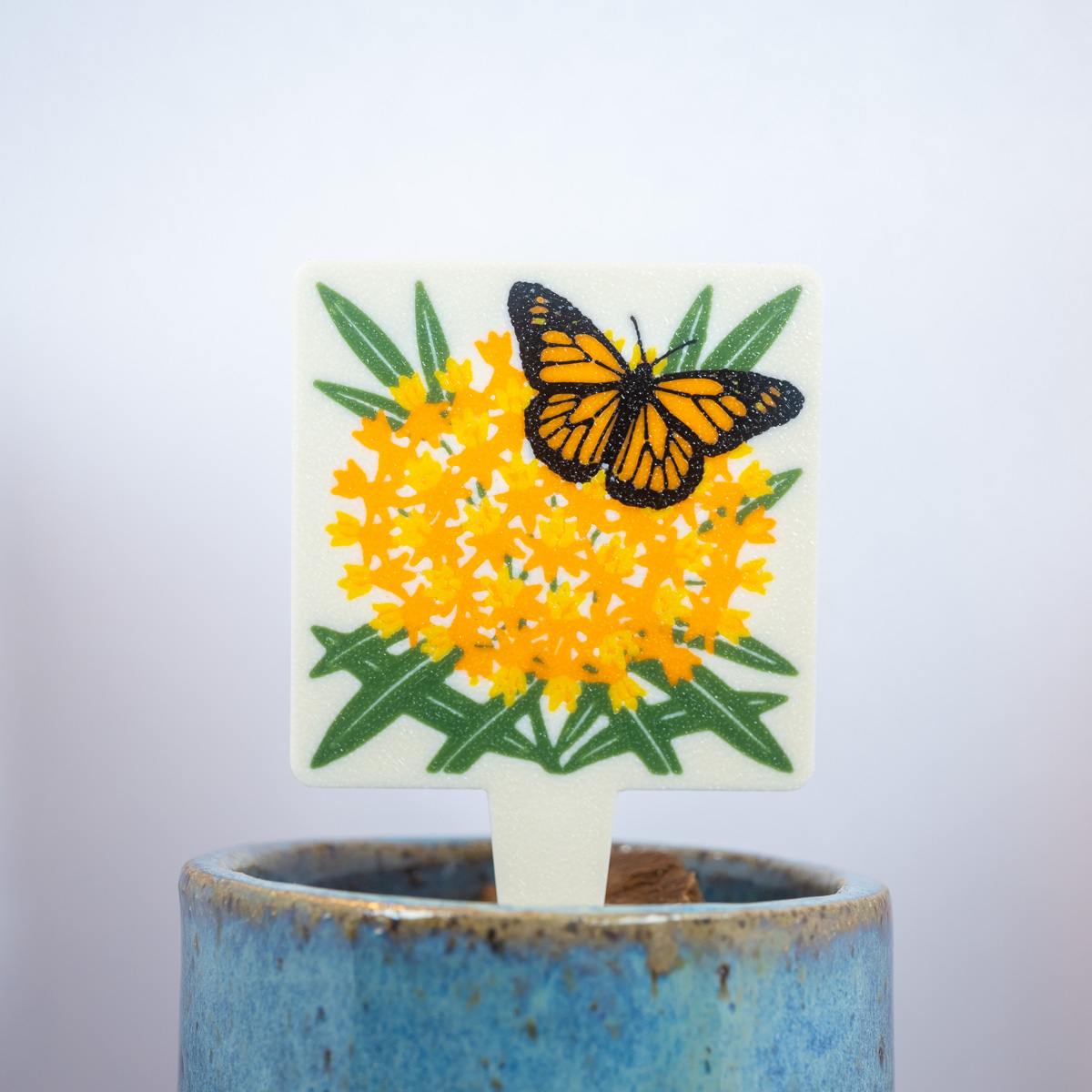 Butterfly Weed (Asclepias tuberosa)
