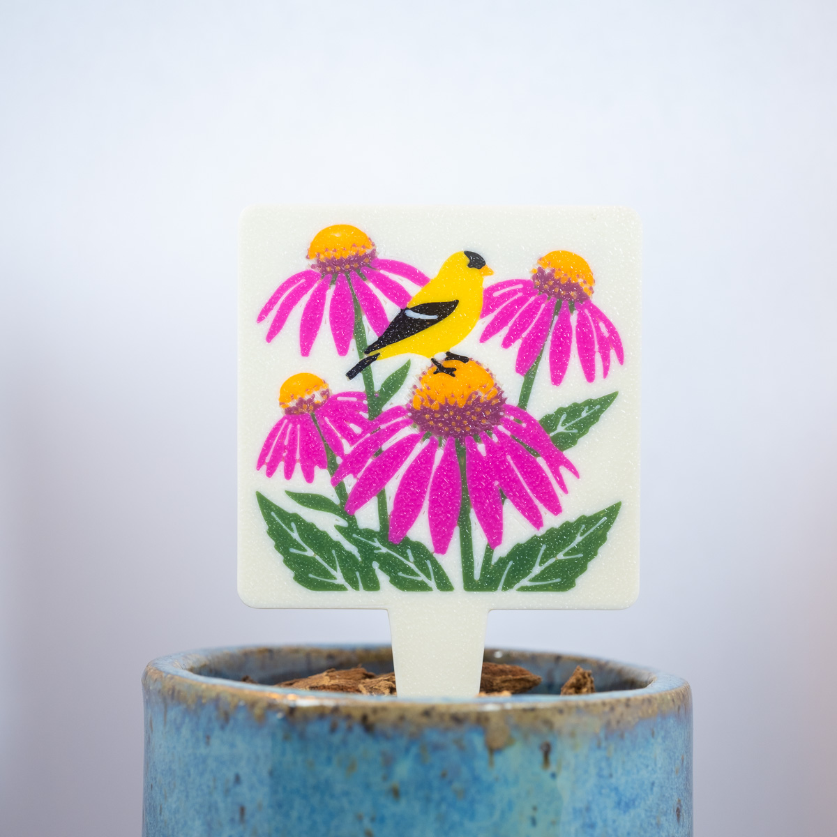 Purple Coneflower (Echinacea purpurea)