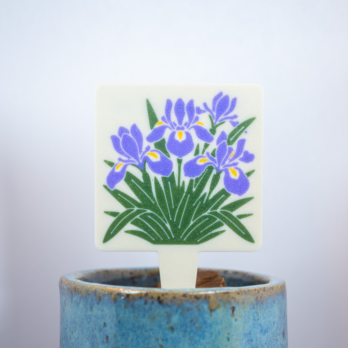 Dwarf Crested Iris (Iris cristata)