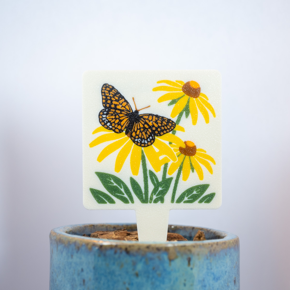 Black-eyed Susan (Rudbeckia hirta)