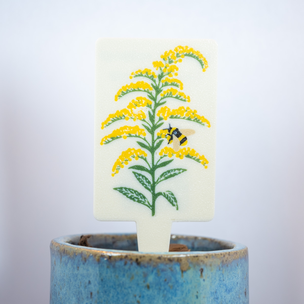 Wrinkleleaf Goldenrod (Solidago rugosa)